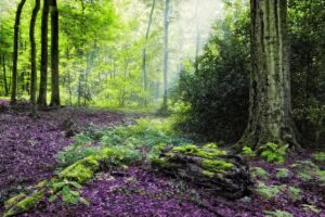 Landscape Interpretation