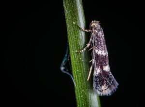 Lescohid